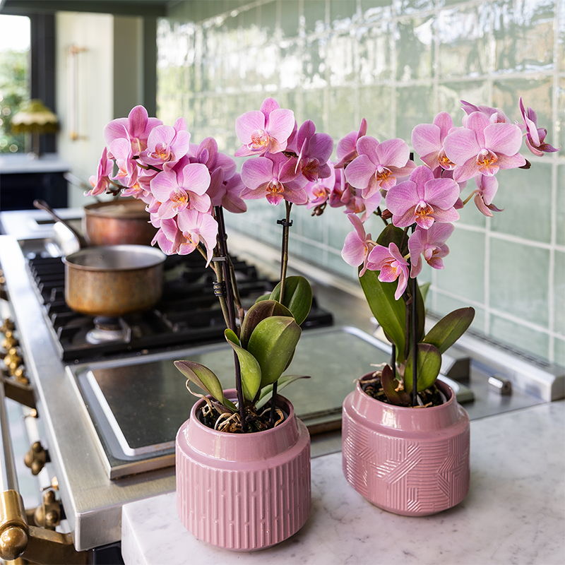 Treviso Orchideen Kombi-Angebot - 2 Phalaenopsis Orchideen - Ø9cm - Pflanzfix24