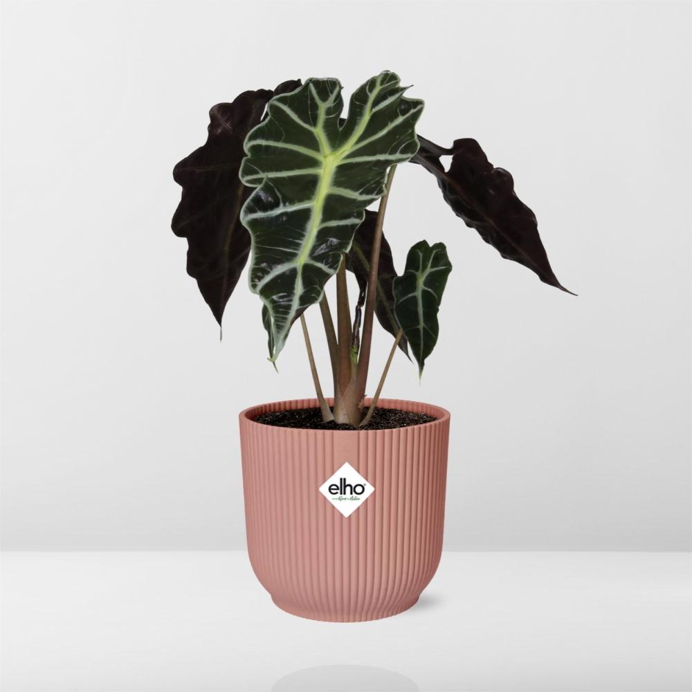 Alocasia Polly ELHO Vibes Fold 14cm rosa | Pflanzfix24