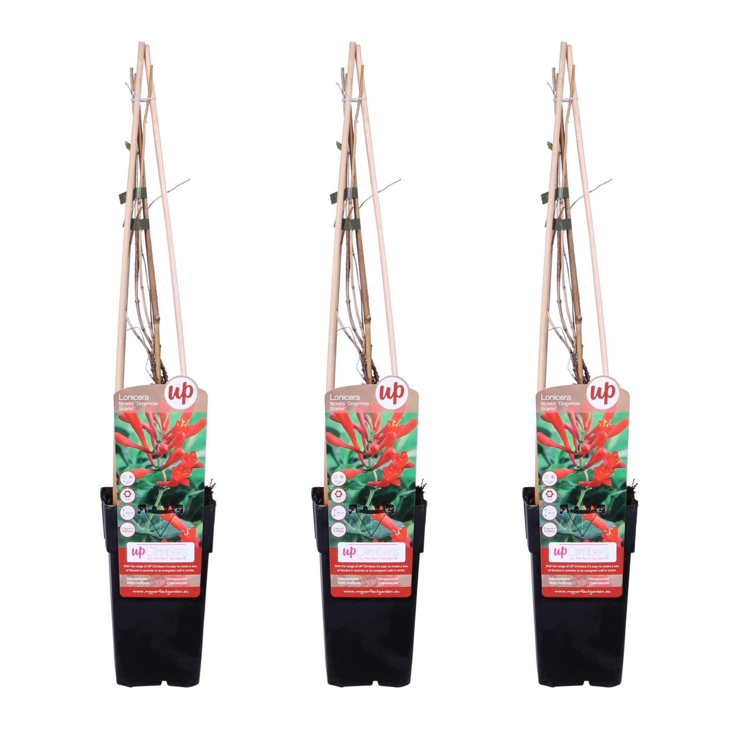 3x - Lonicera brownii 'Dropmore Scarlet' - Pflanzfix24