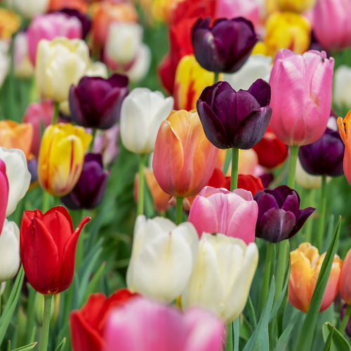 Tulpen Mix - Tulpenbollen 20 Stück | Pflanzfix24
