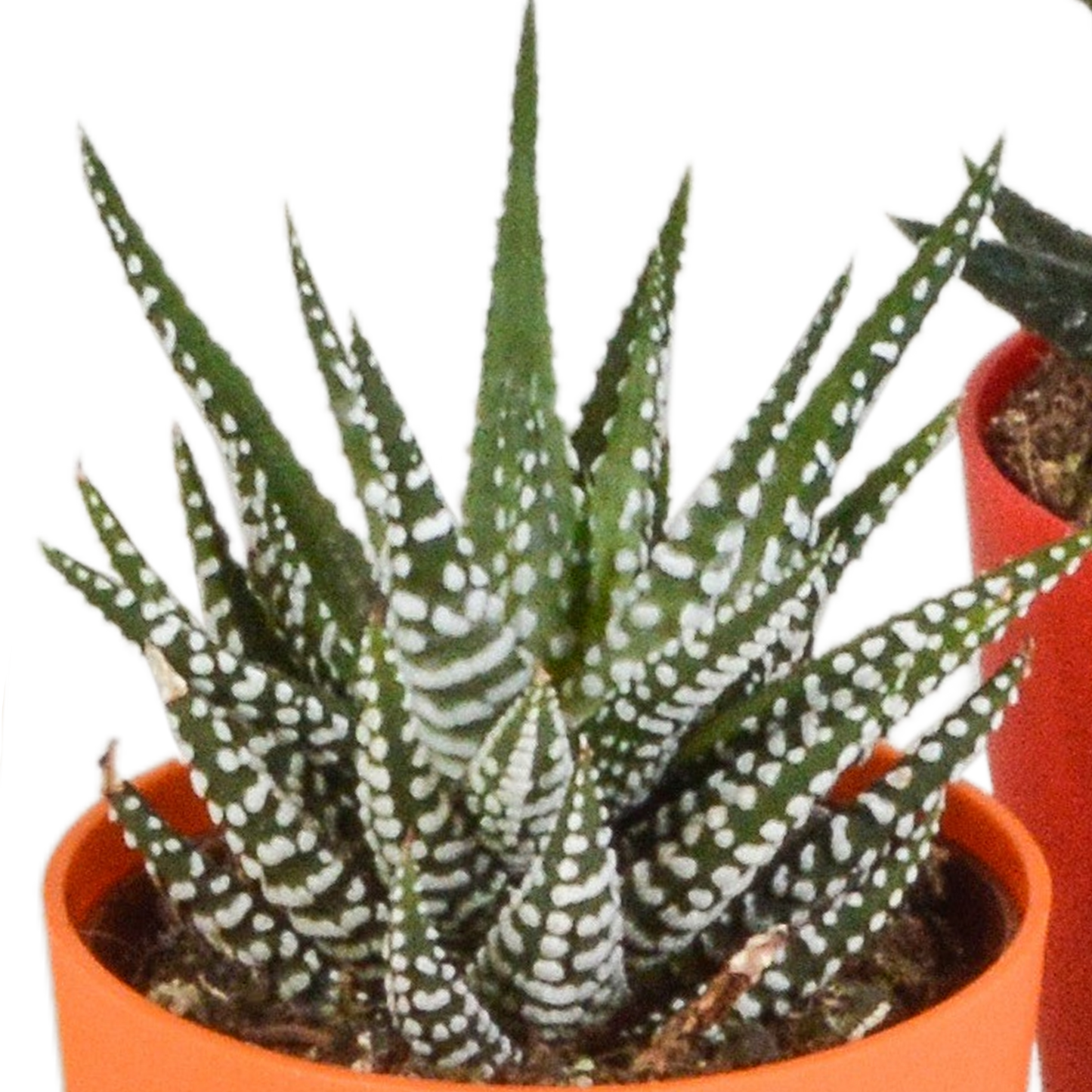 Gasteria/Haworthia-Mischung 5,5cm - 5x - in gekleurde plasticpot - Pflanzfix24.de - Pflanzfix24.de