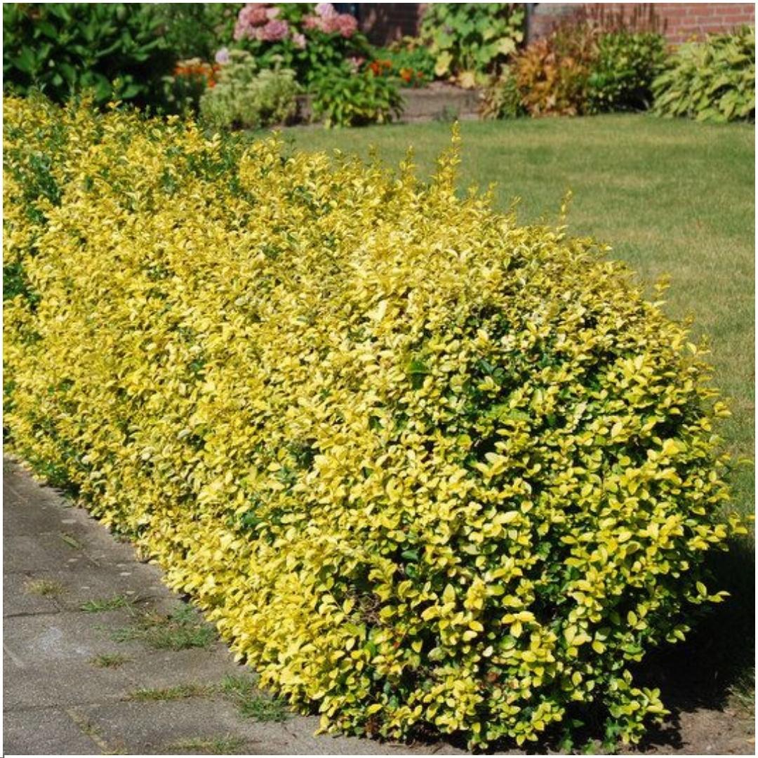 Pflanzfix24 - Winterharte Euonymus fortunei 'Emerald Gold' Hecke - 6er Set