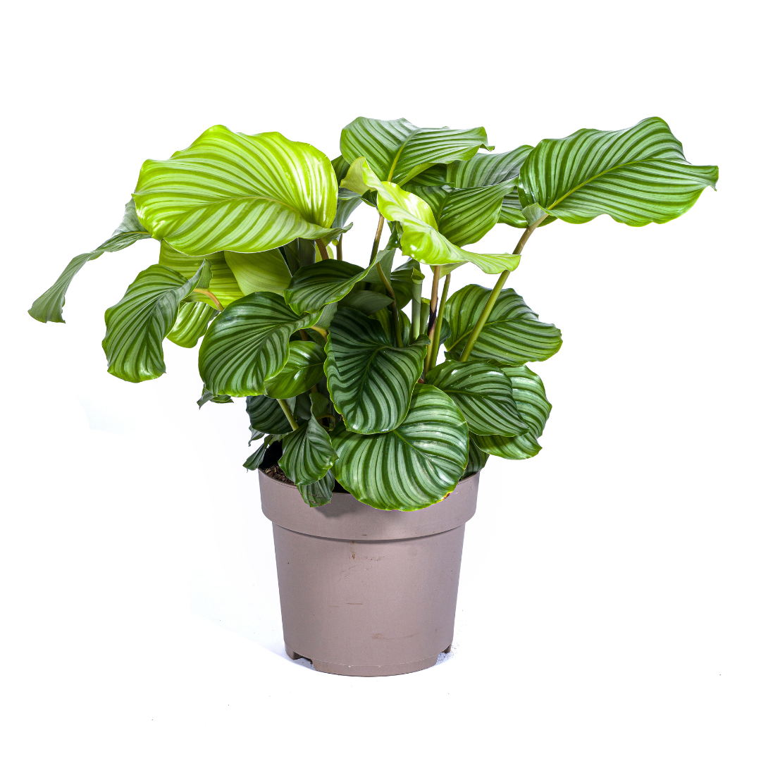 Calathea Orbifolia Ø27cm - ↕70 - 90cm - Pflanzfix24.de - Pflanzfix24.de