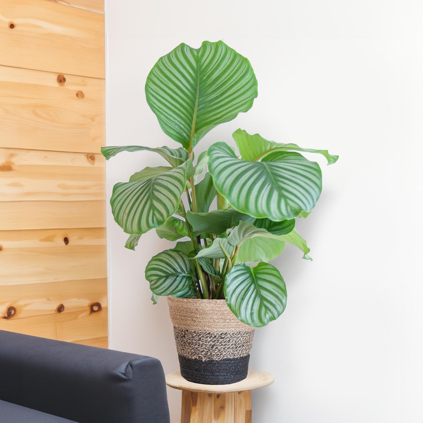 Calathea Orbifolia 65cm im Lissabon-Korb schwarz | Pflanzfix24