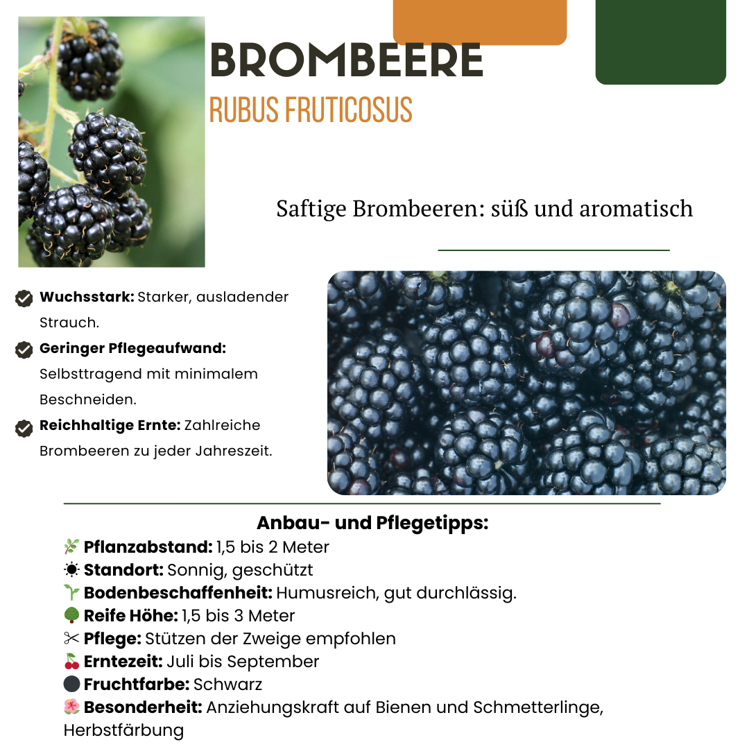 Früchte-Party BIO Beeren-Set – 3 Obstpflanzen | Pflanzfix24.de - Pflanzfix24.de