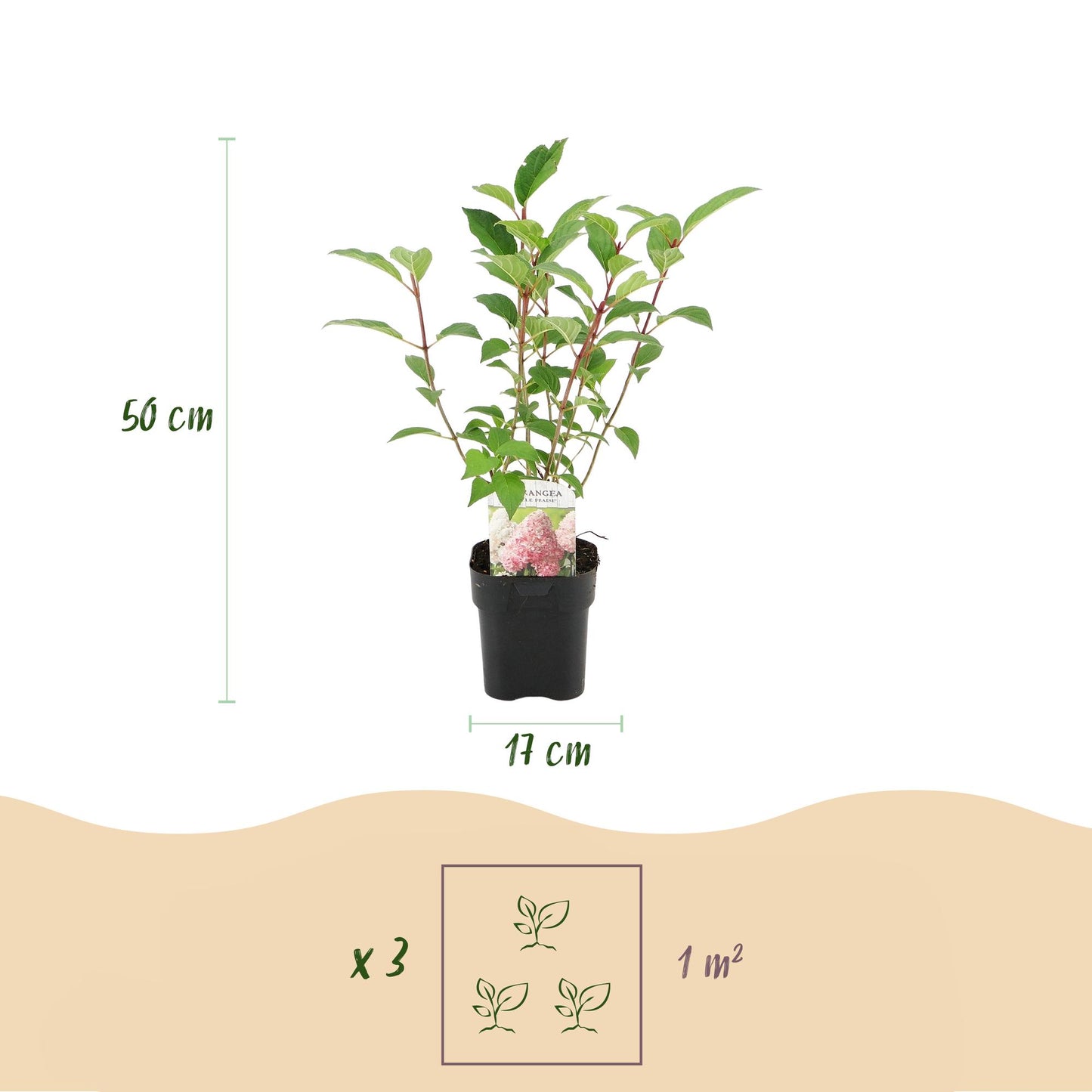 Pflanzfix24 - Rispenhortensie - Hydrangea panniculata Vanille Fraise - 1 Pflanze - Topf 17cm