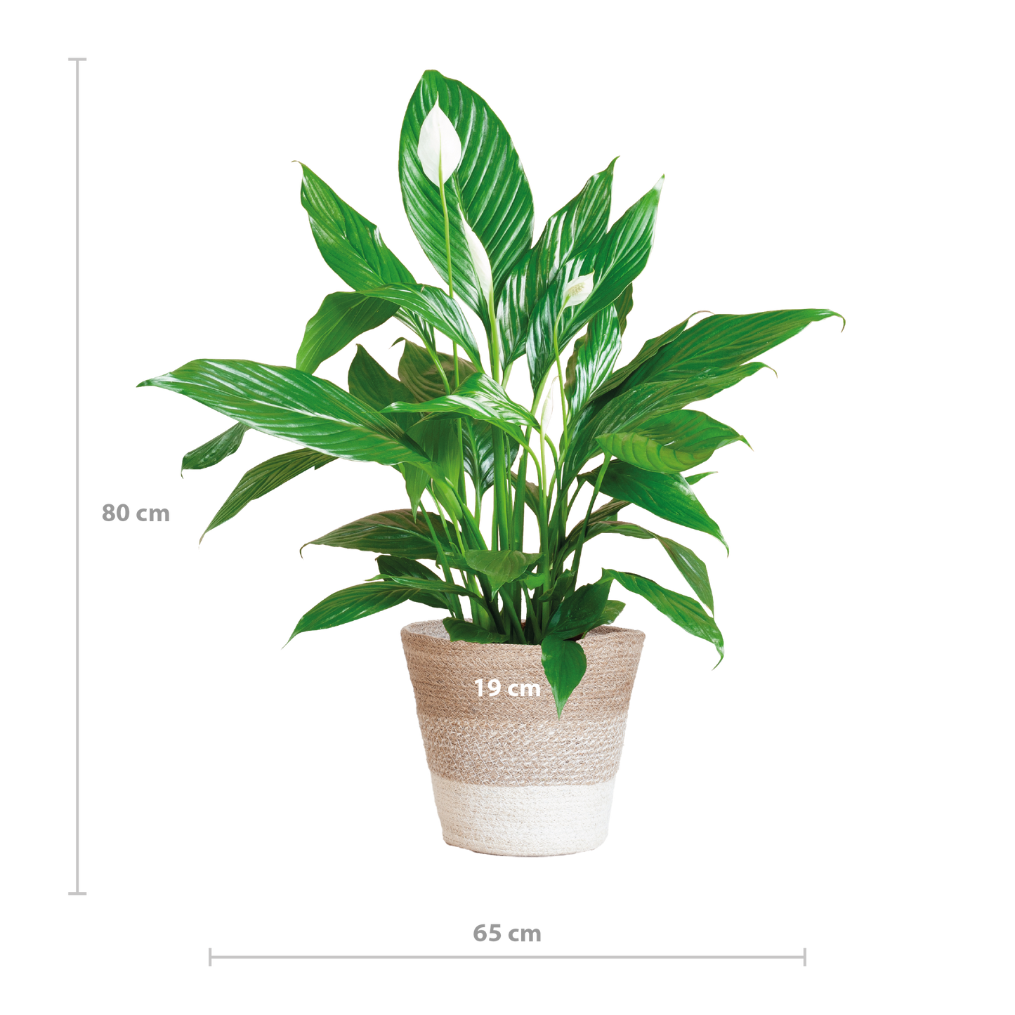 Spathiphyllum 80 cm mit Jutekorb Lissabon – Pflanzfix24.de - Pflanzfix24.de
