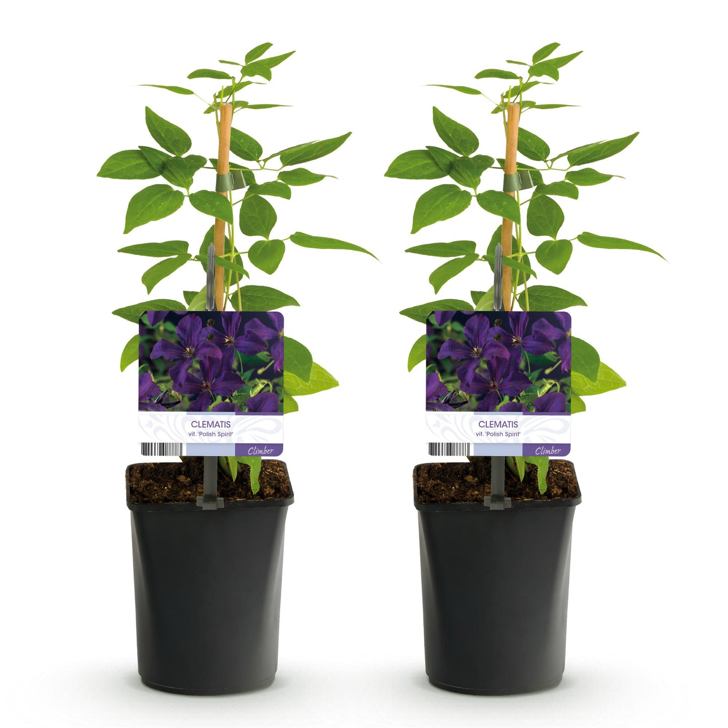 GreenboutiQ - Clematis vit. Polish Spirit - 2 Pflanzen - Pflanzfix24.de - Pflanzfix24.de