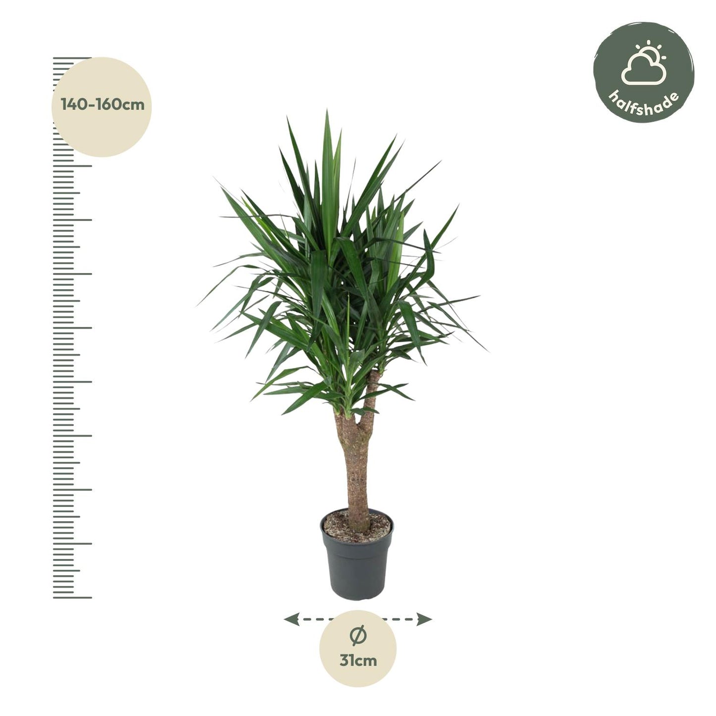 Yucca Elephantipes 150 cm vertakt – Pflanzfix24.de - Pflanzfix24.de
