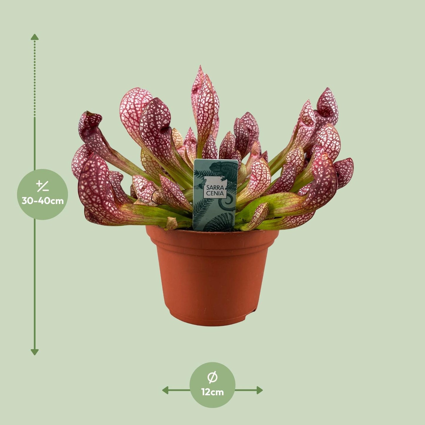 Sarracenia Scarlet Belle Fleischfressende Pflanze - Pflanzfix24