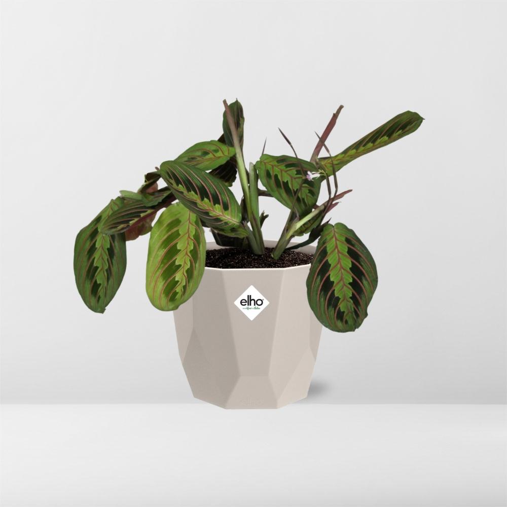 Maranta Leuconeura ‘Fascinator’ Tricolor in ELHO b.for rock 14 cm warm grey - Pflanzfix24