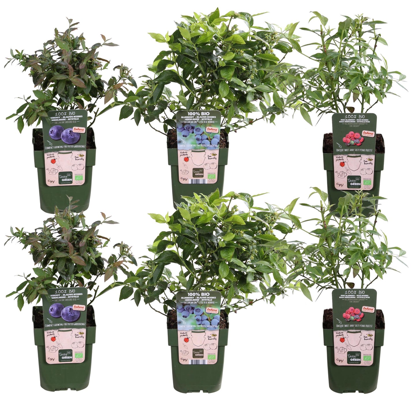 6x - Vaccinium corymbosum - ↨45cm - Ø13 - Pflanzfix24