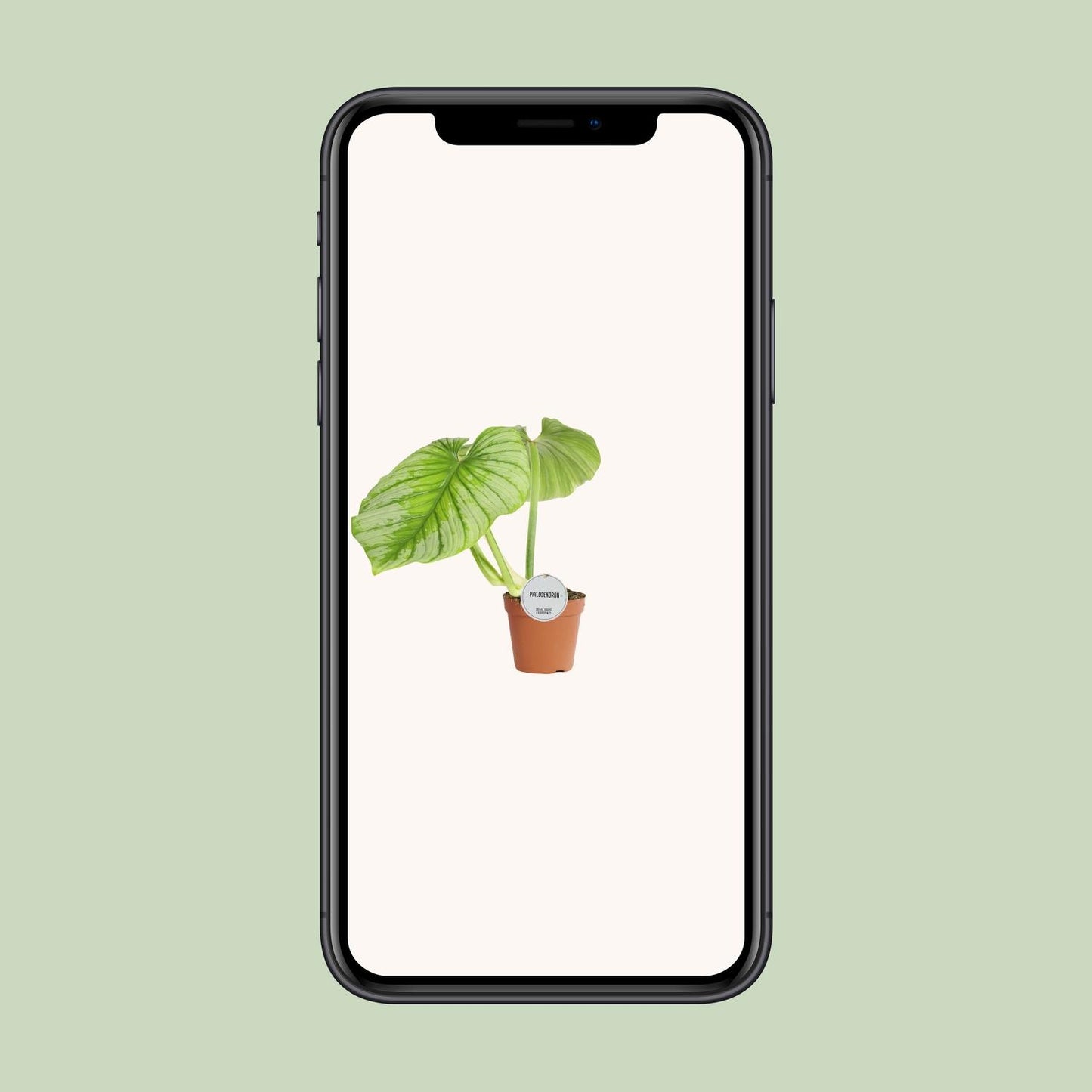Philodendron Mamei - Ø15cm - ↕50cm bei Pflanzfix24