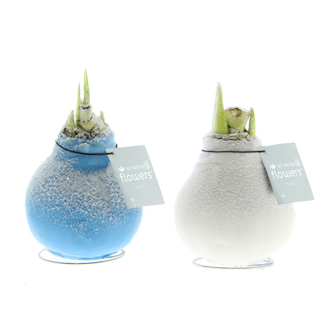 No Water Flowers® (wax amaryllis) | Waxz® Frozen Mix (2 pack) + Red flower - Pflanzfix24