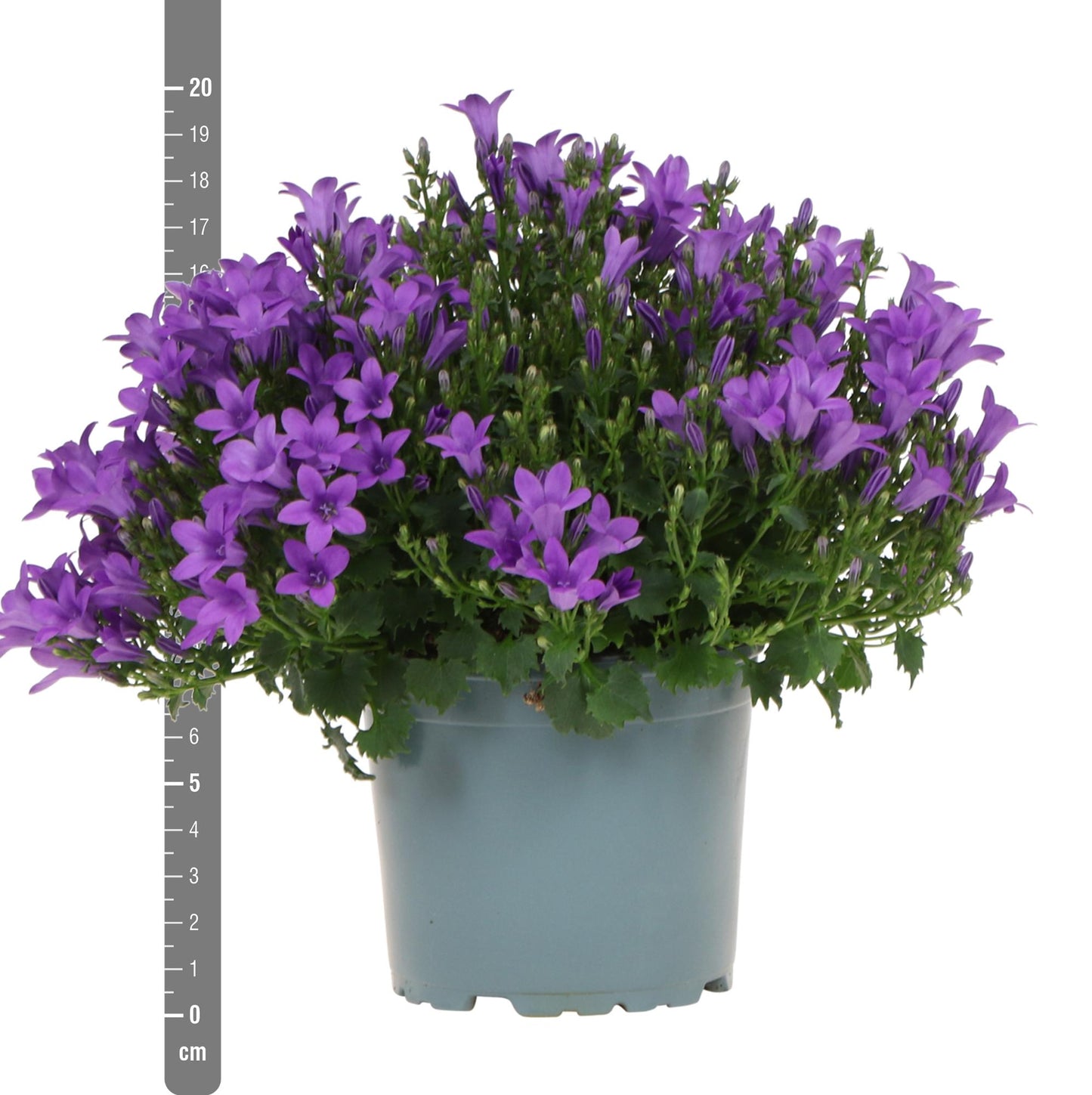 Campanula Addenda - Glockenblume lila Topf 12cm - mehrjährig - winterhart - Purple - Pflanzfix24.de - Pflanzfix24.de