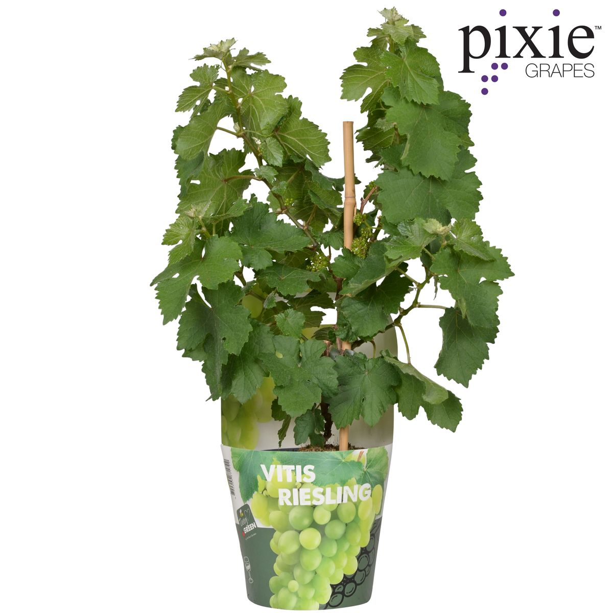 Vitis Pixie Riesling – Zwergweinrebe | Pflanzfix24.de - Pflanzfix24.de