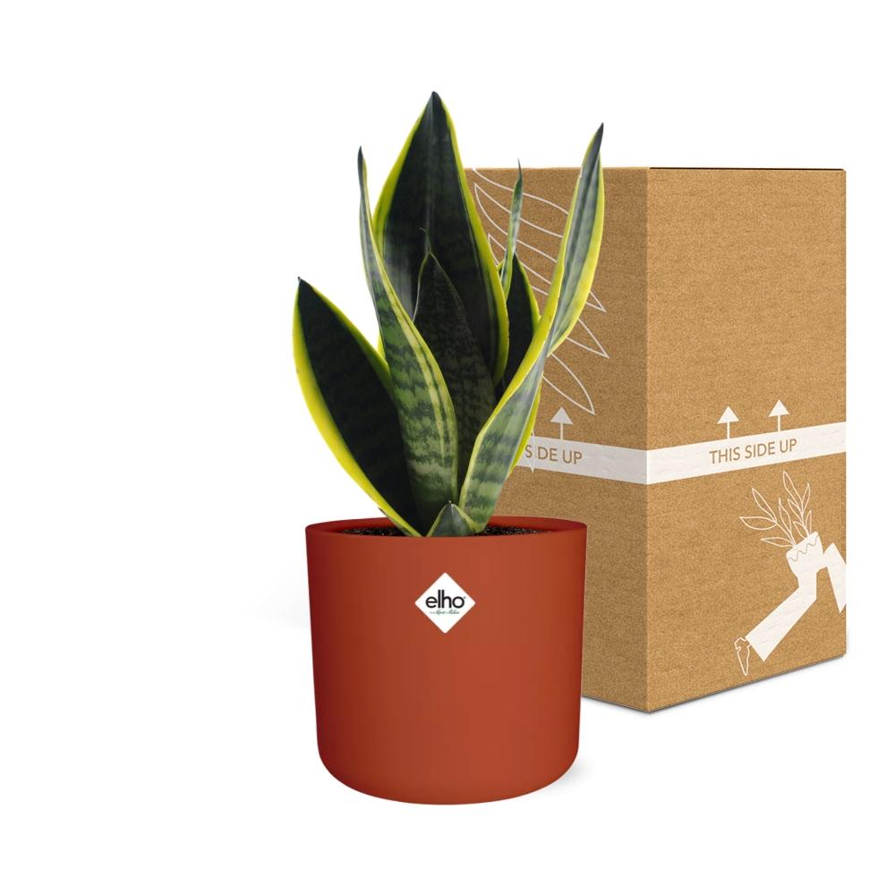 Sansevieria Futura Superba in ELHO b.for soft rond 14cm brique - Pflanzfix24