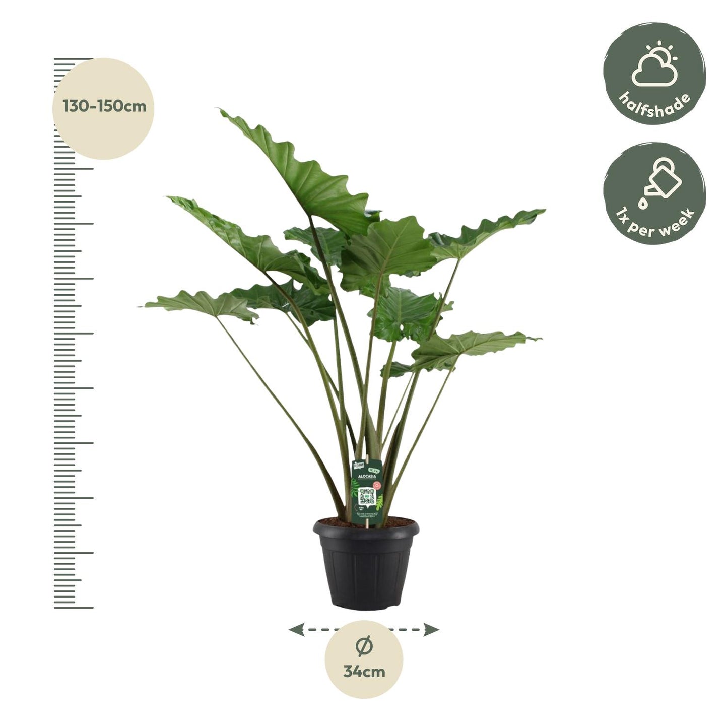 Alocasia Portodora - 140cm - Ø34cm bei Pflanzfix24.de - Pflanzfix24.de