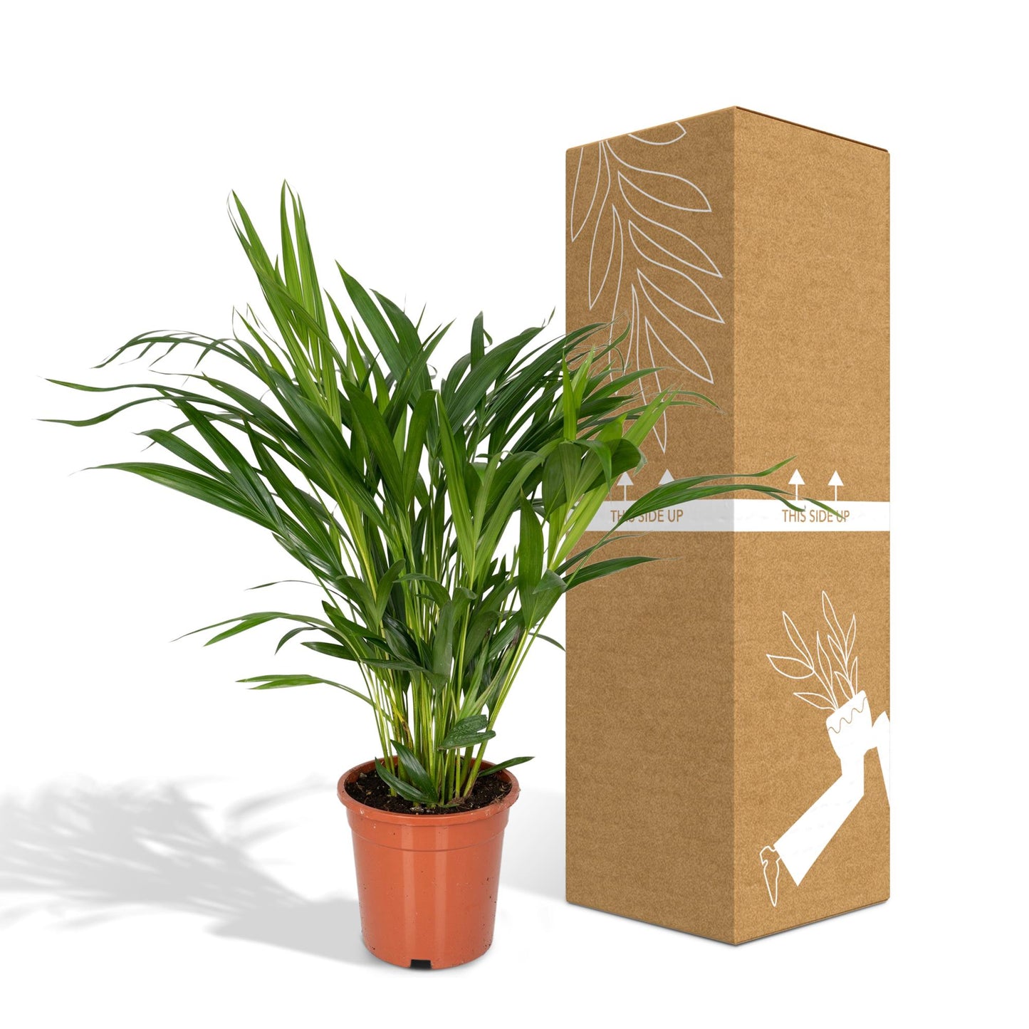 Dypsis Lutescens - Areca - Ø17cm - ↕60cm - Pflanzfix24.de - Pflanzfix24.de