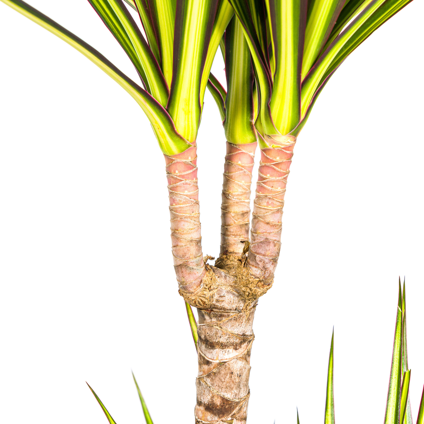 Dracaena Marginata Sunray Ø19cm - Pflanzfix24