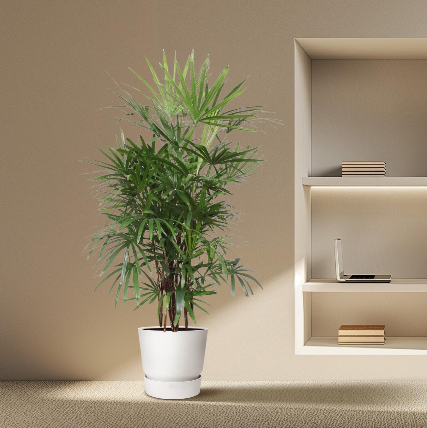Rhapis Excelsa Damenpalme 190 cm Ø34 – Pflanzfix24