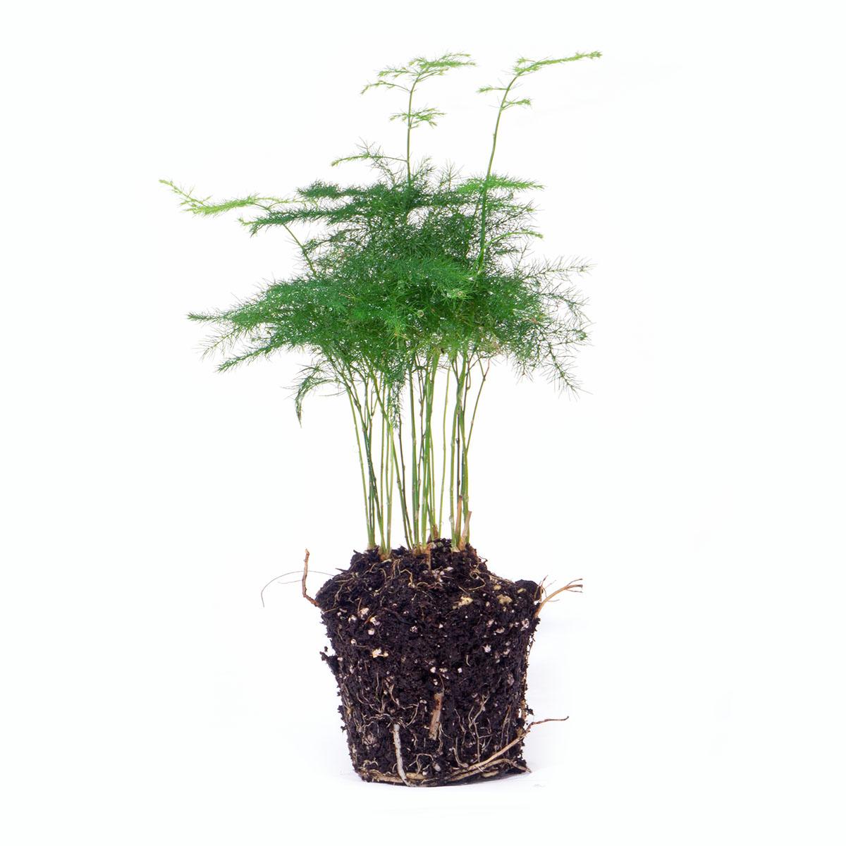 Asparagus Setaceuse Plumosus – Sierasperge - Terrarium plant - Potmaat 6 - Pflanzfix24.de - Pflanzfix24.de