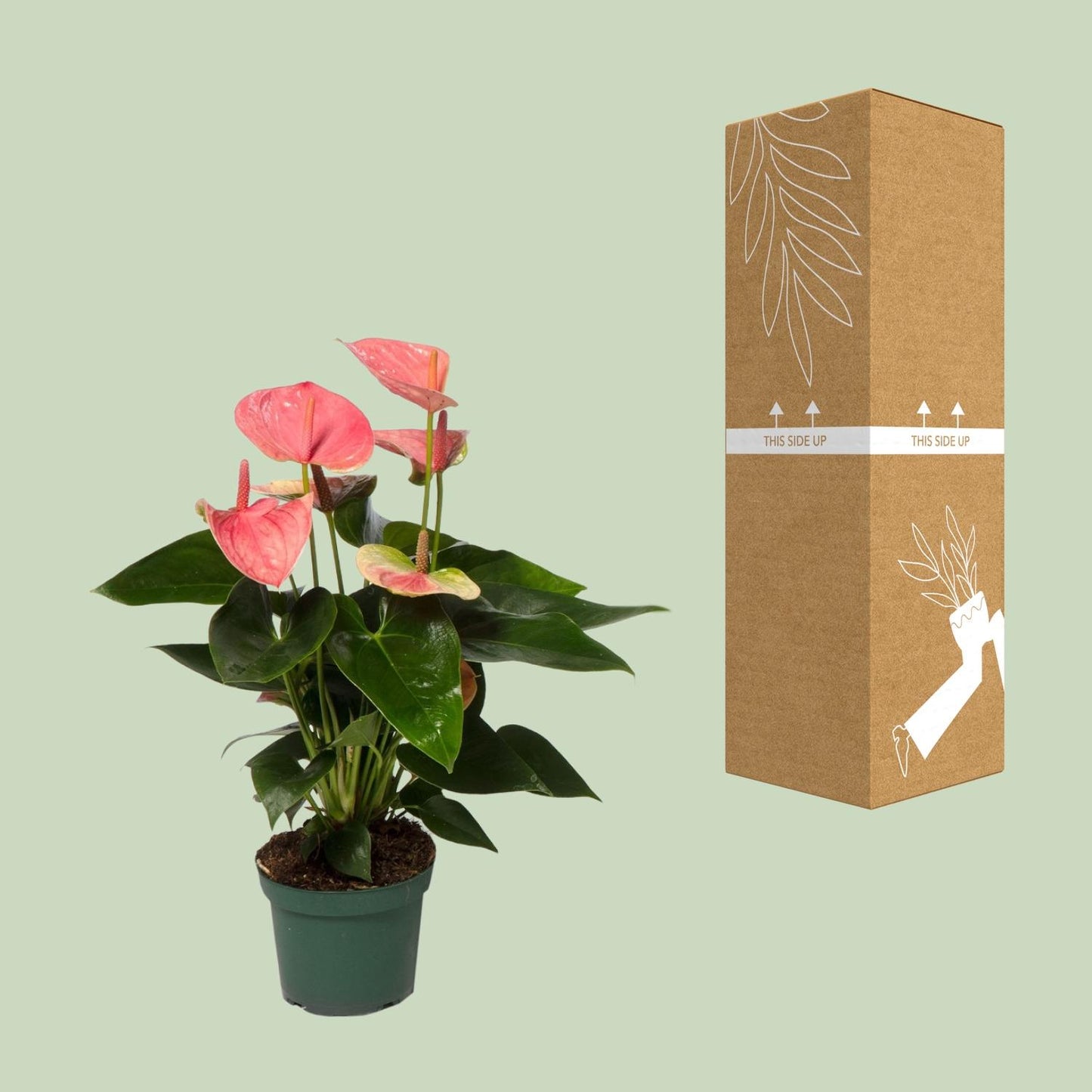Anthurium Sweet Dream - Ø12cm - ↕35cm - Pflanzfix24.de - Pflanzfix24.de