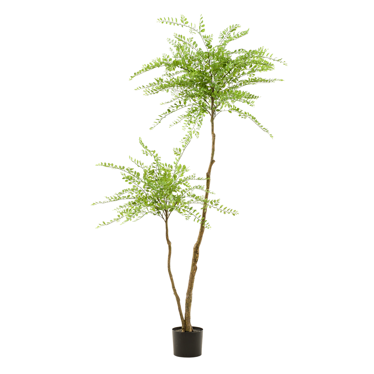 Kunstpflanze Sophora Tree 190 cm – Honigbaum | Pflanzfix24.de - Pflanzfix24.de