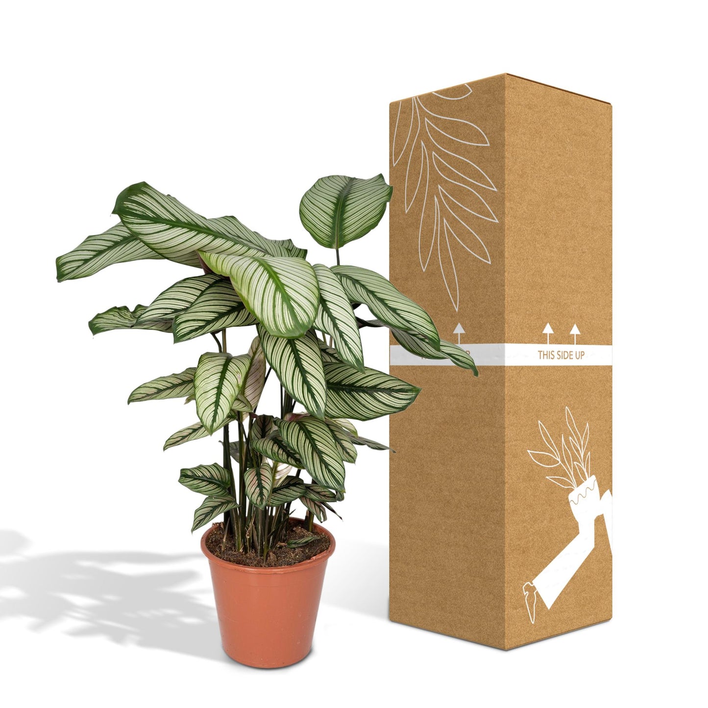 Calathea Whitestar - pflanzfix24