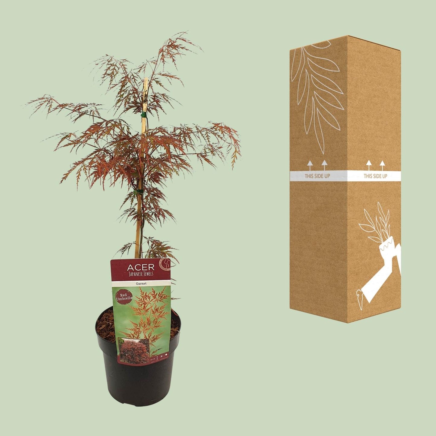 Acer palm. 'Garnet' - Ø19cm - ↕40cm bei Pflanzfix24.de - Pflanzfix24.de