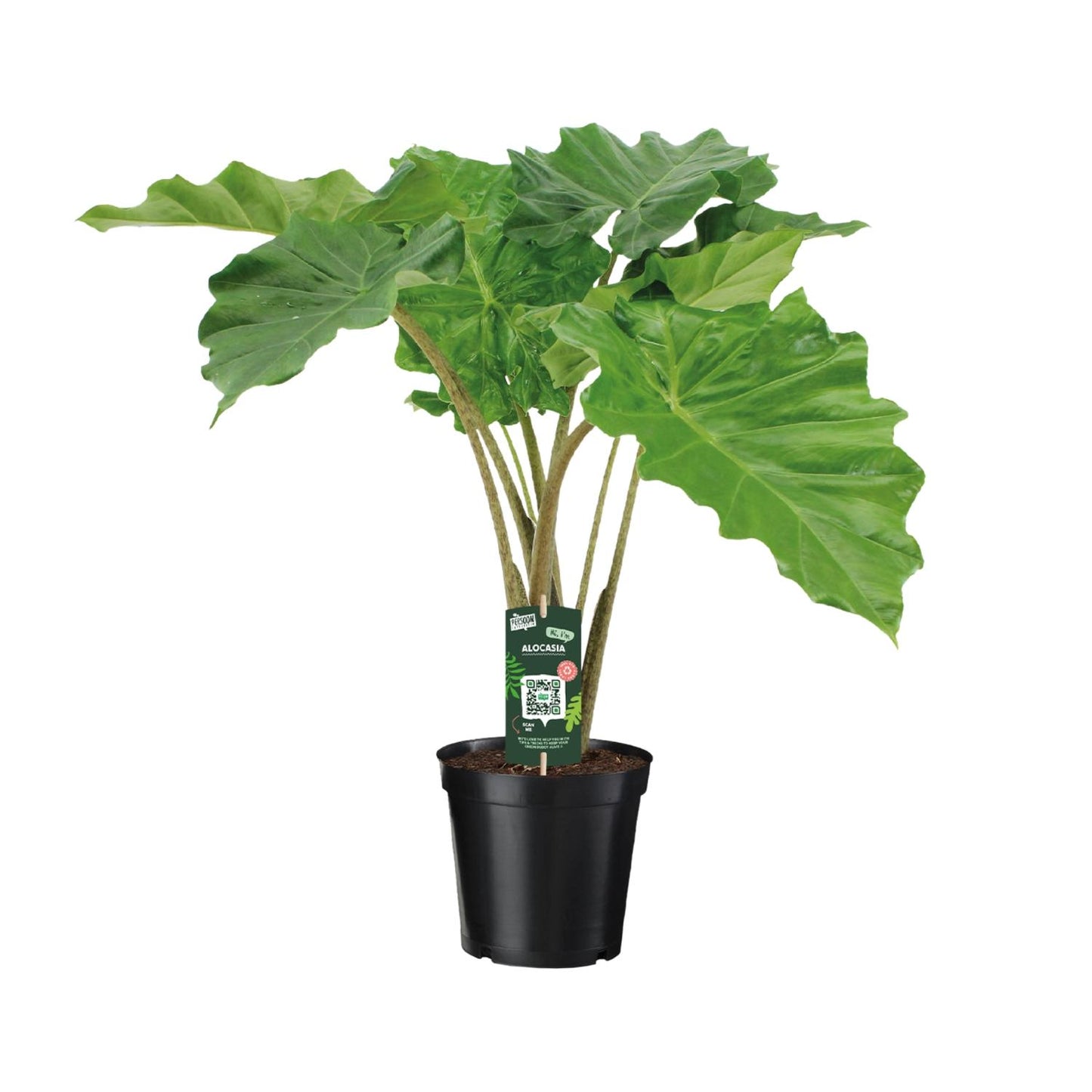 Alocasia Portodora - Ø21cm - ↕80cm bei Pflanzfix24
