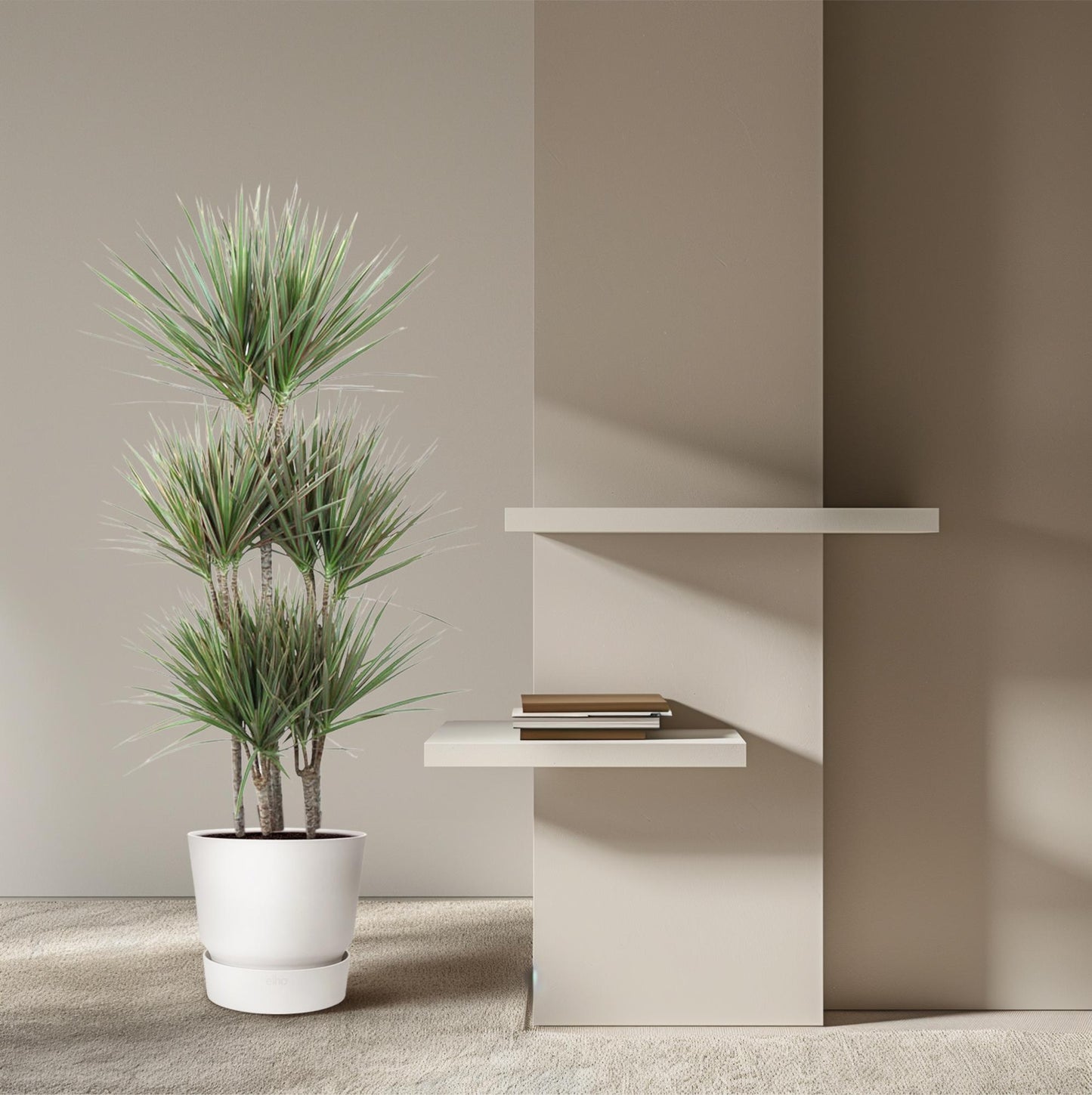 Dracaena Bicolor Carrousel - 150cm - Pflanzfix24