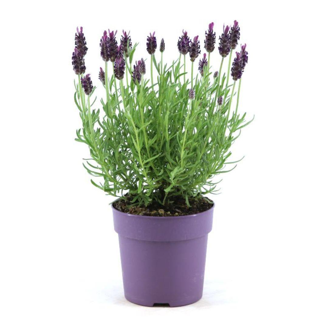 Lavandula stoechas Anouk® - Set van 6 kuiflavendel - Pflanzfix24.de - Pflanzfix24.de