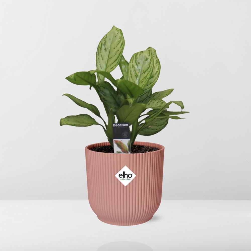 Aglaonema Christina in ELHO Vibes Fold 14cm roze - Pflanzfix24