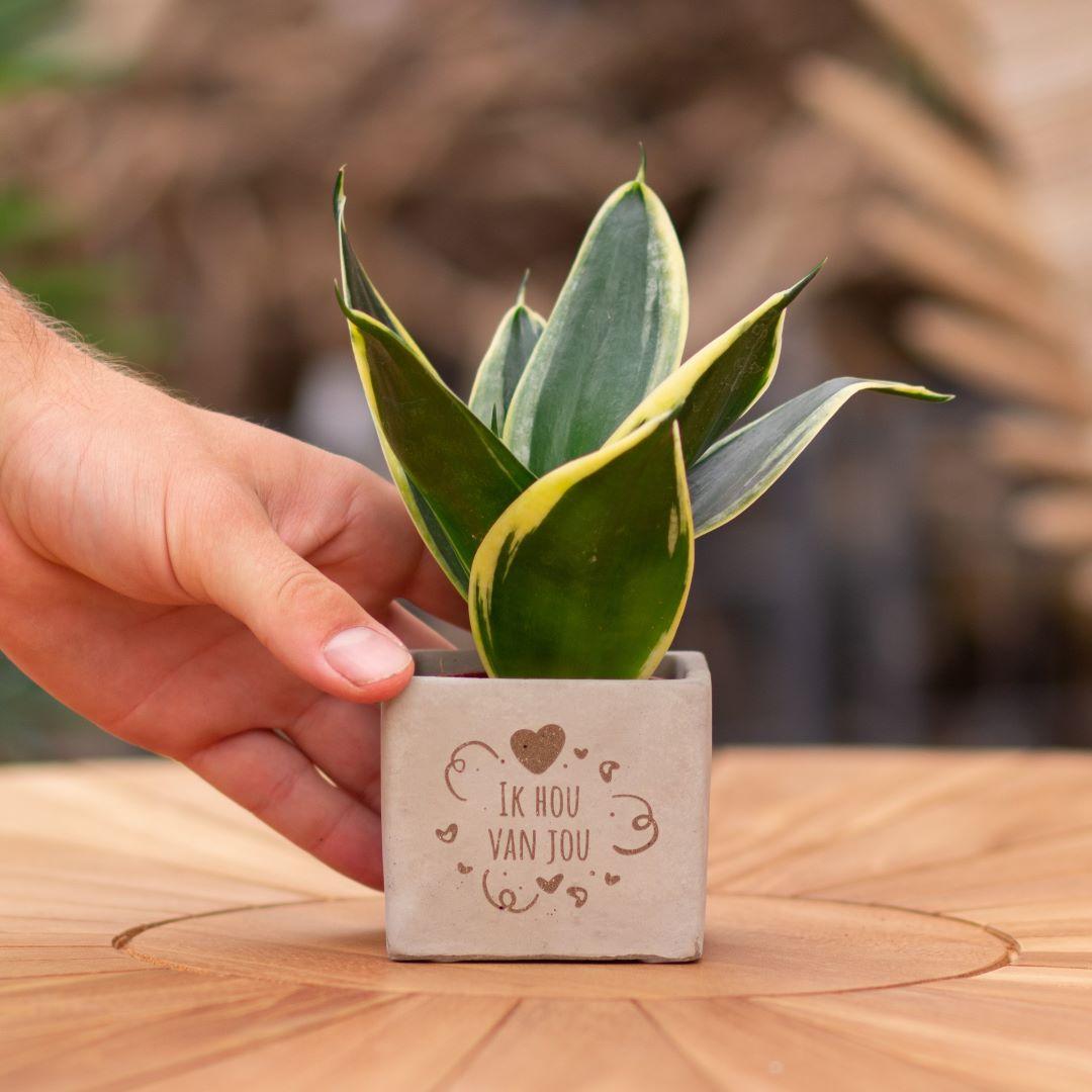 Congreet plantpots + Sansevieria | Ik hou van jou - Pflanzfix24.de - Pflanzfix24.de