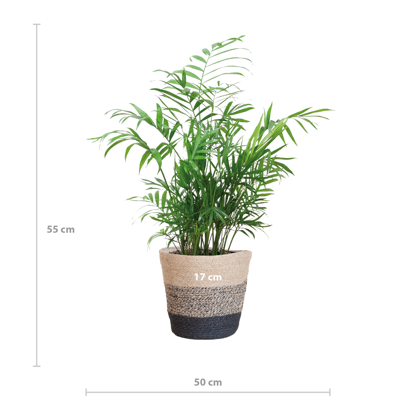 Chamaedorea Elegans mit Mand Lissabon Schwarz - 55cm - Ø17 - Pflanzfix24