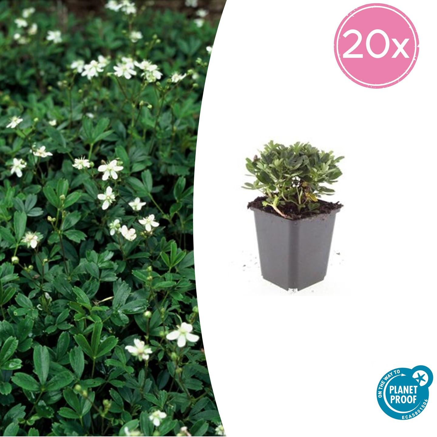 20x Potentilla tridentata 'Nuuk' – winterharter Bodendecker | Pflanzfix24
