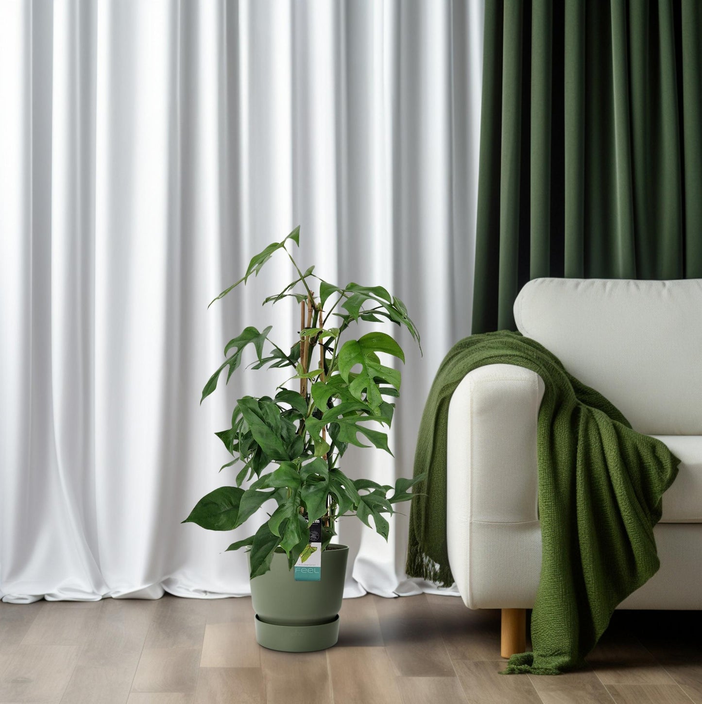 Philodendron Minima Pyramide - Ø19 ↕75 bei Pflanzfix24