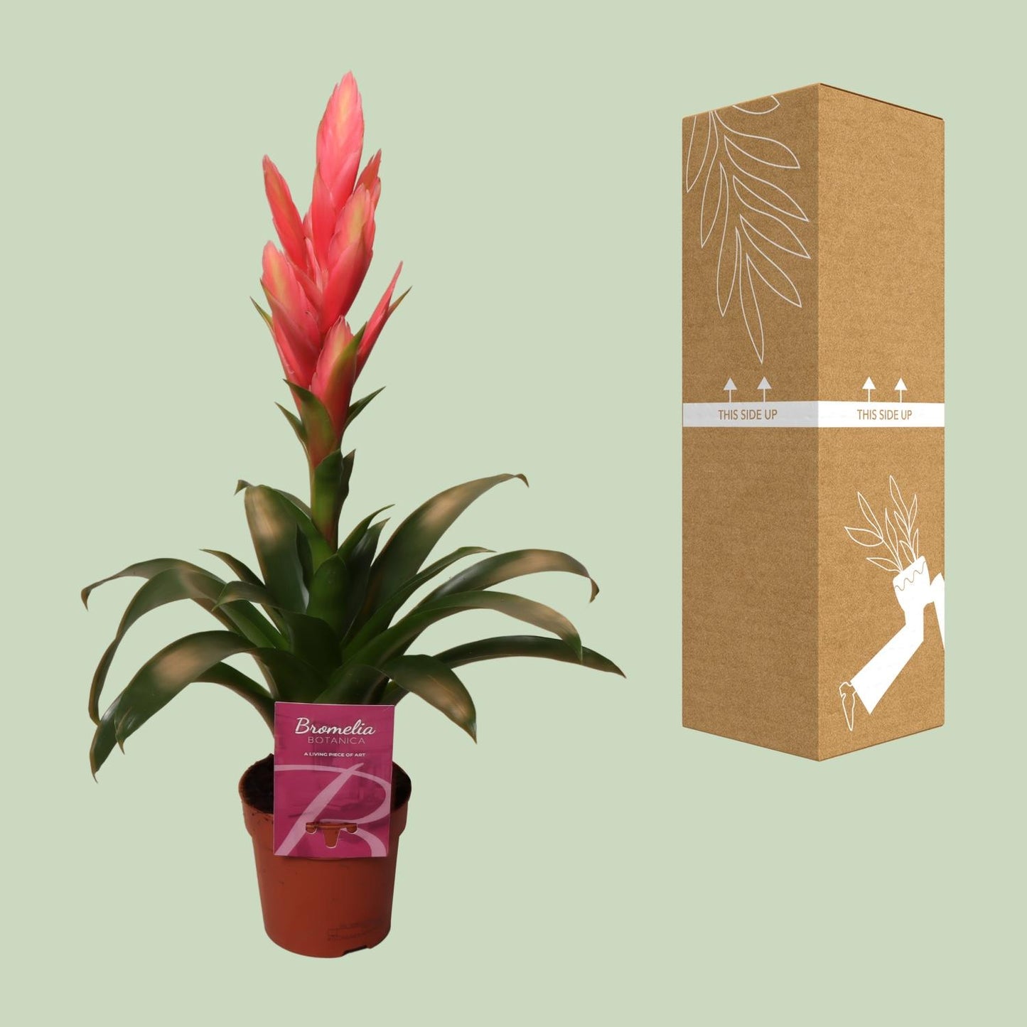Tillandsia Ziva - Ø12cm - ↕50cm bei Pflanzfix24