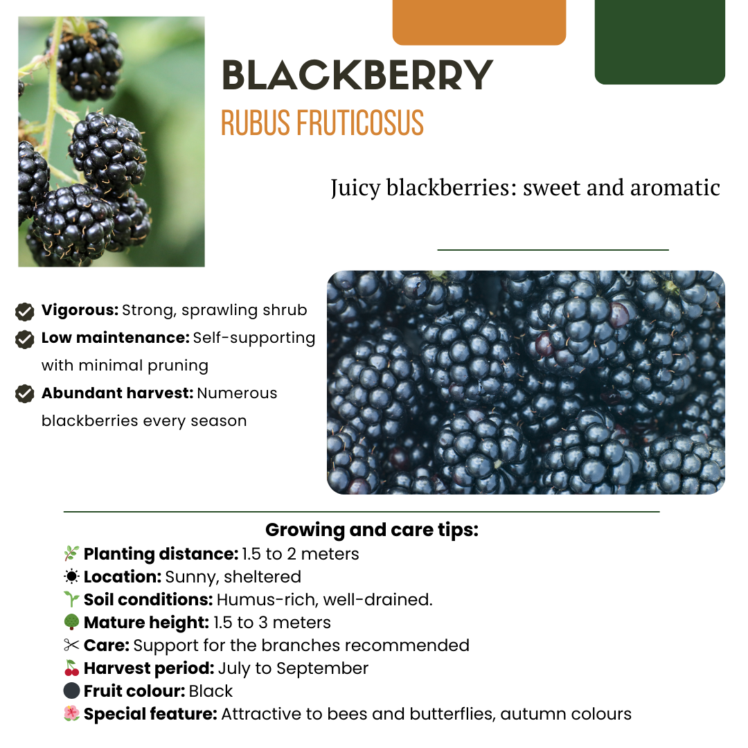 Früchteparadies BIO Obstpflanzen-Set – 4 Sorten | Pflanzfix24.de - Pflanzfix24.de