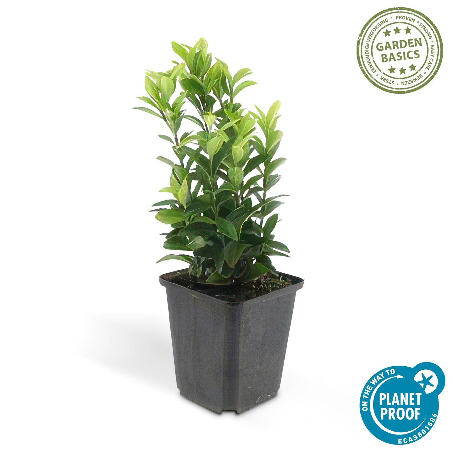 20x Euonymus japonicus 'Green Spire' von Pflanzfix24.de - Immergrüner Strauch für Ihr Gartenparadies - Pflanzfix24.de