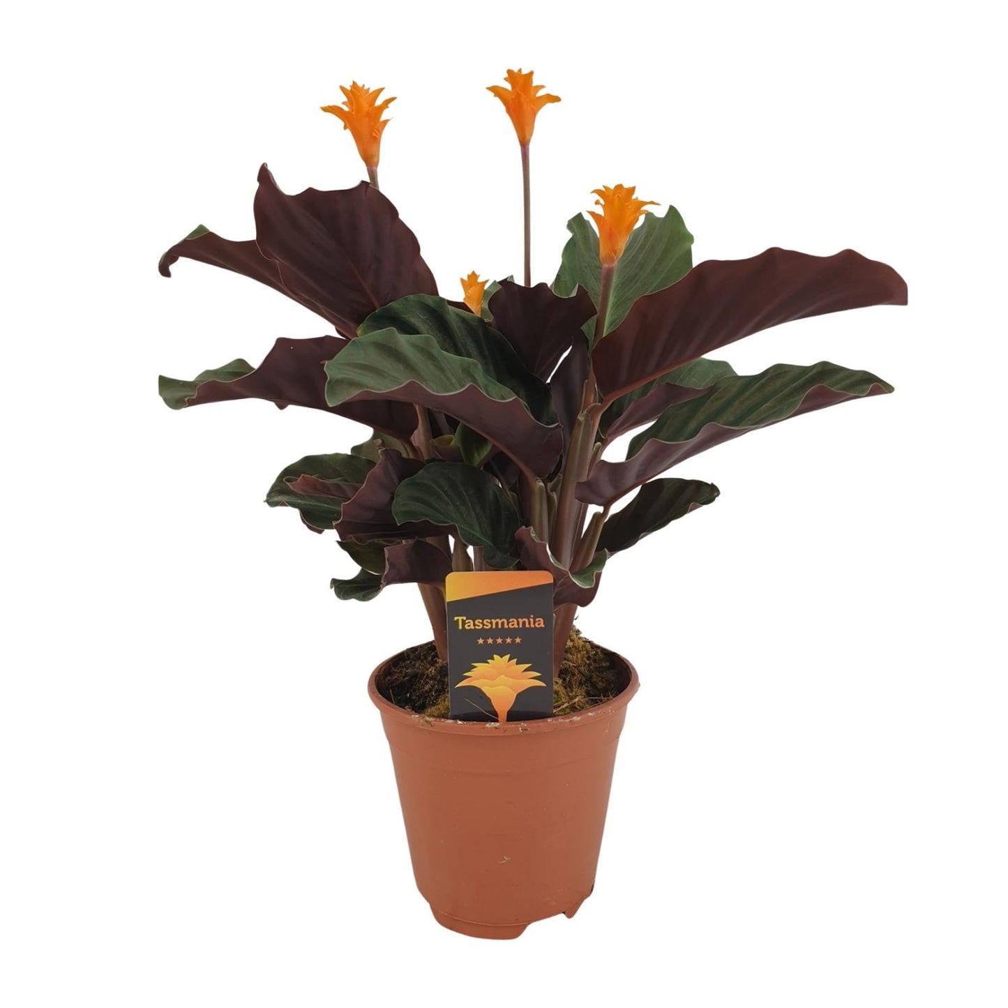 Calathea Crocata - Ø14cm - ↕40cm bei Pflanzfix24.de - Pflanzfix24.de