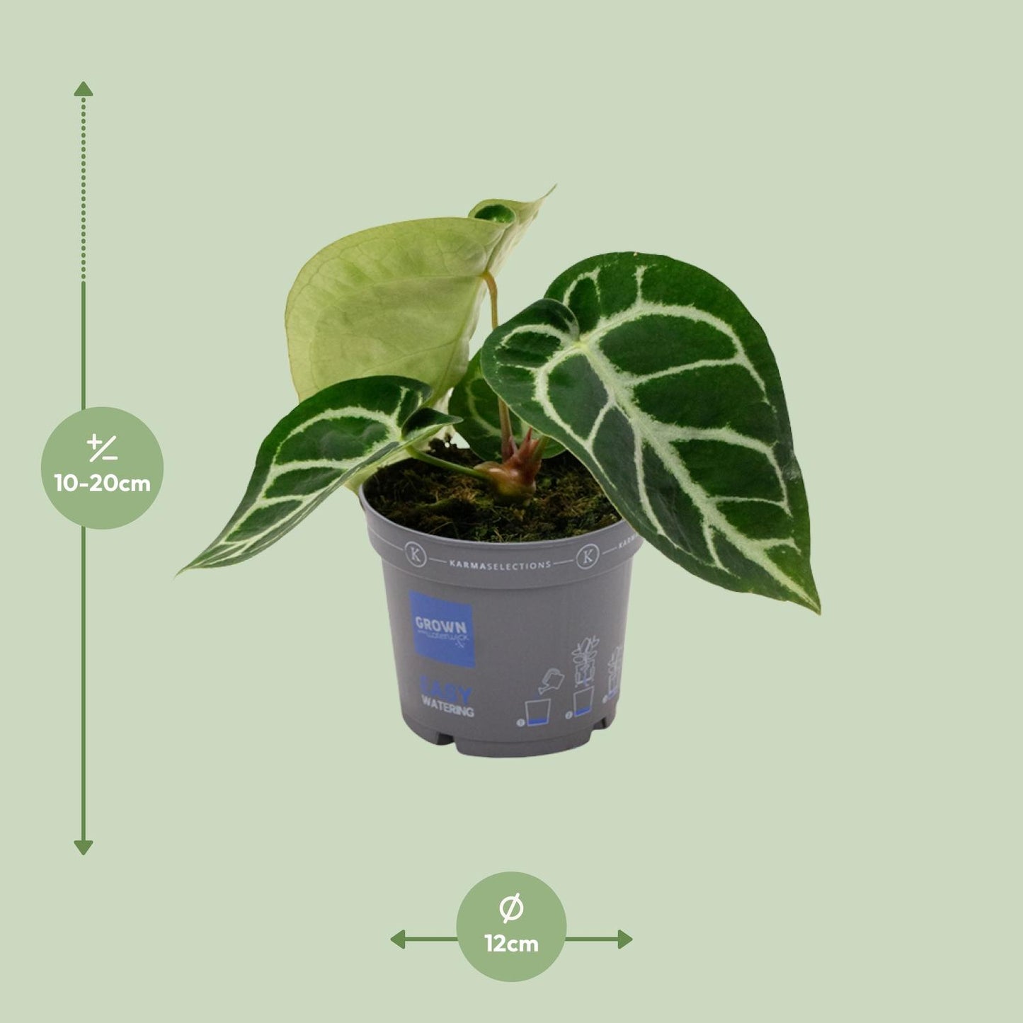 Anthurium Clarinervium - Ø12cm - ↕20cm von Pflanzfix24