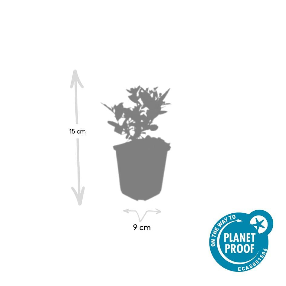 12x Aster ageratoides 'Stardust' – Weiße Herbstaster mit gelbem Zentrum | Pflanzfix24.de - Pflanzfix24.de