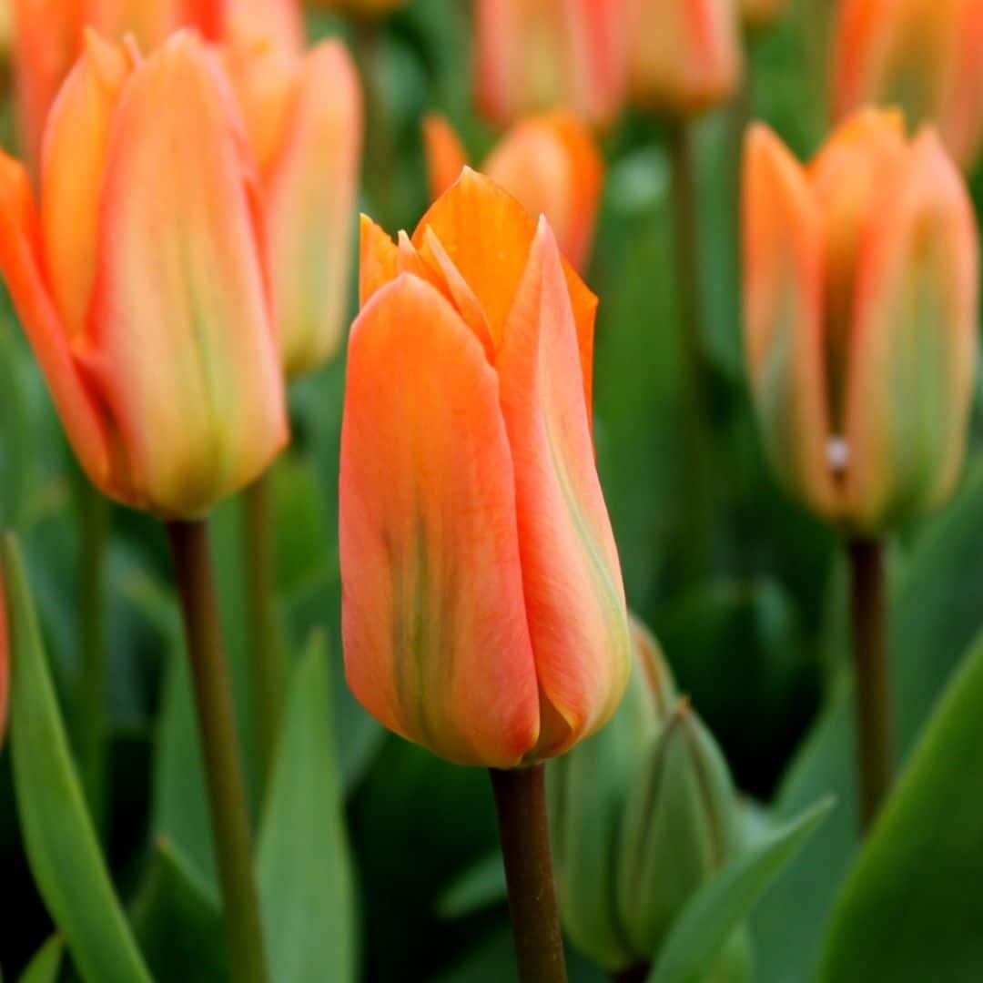 Orange Emperor Tulpe - 15 Blumenzwiebeln - Größe 12+ - Pflanzfix24
