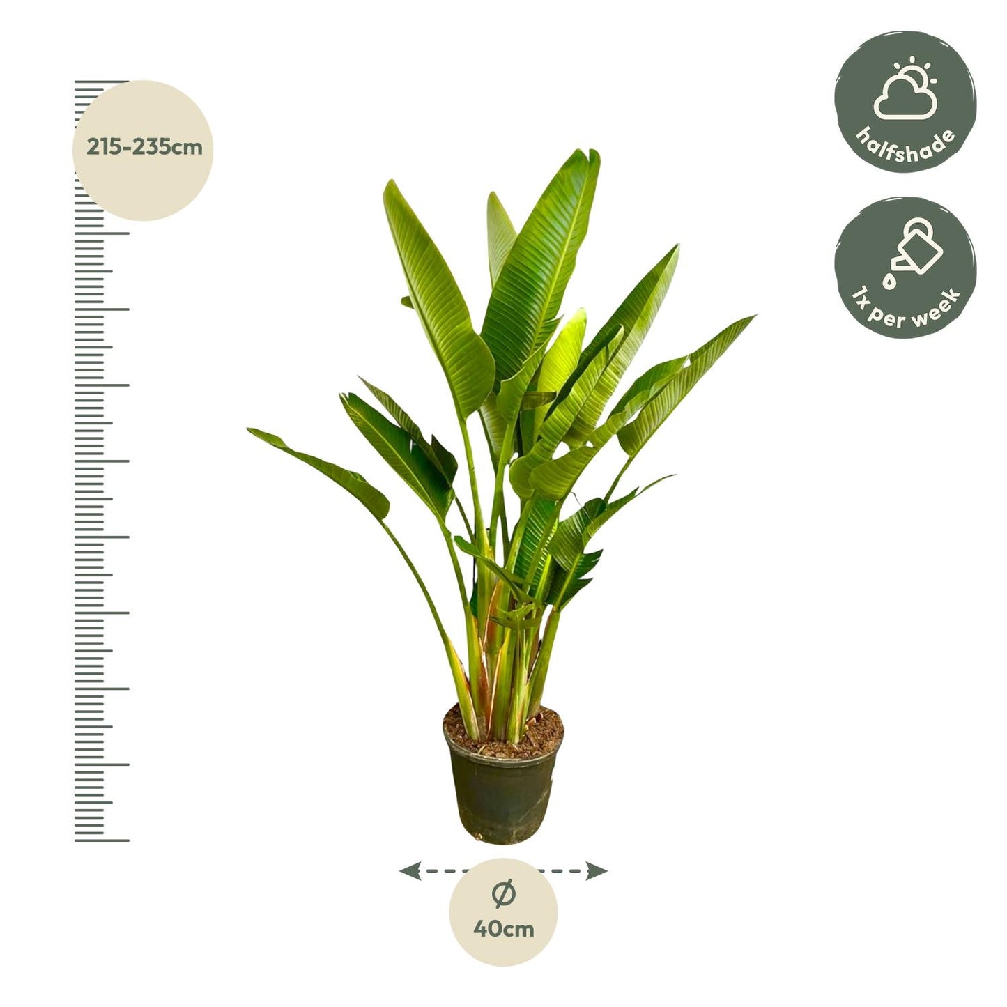 Strelitzia Augusta multi stam XXL 225 cm Ø40 – Weiße Paradiesvogel Pflanze | Pflanzfix24.de - Pflanzfix24.de