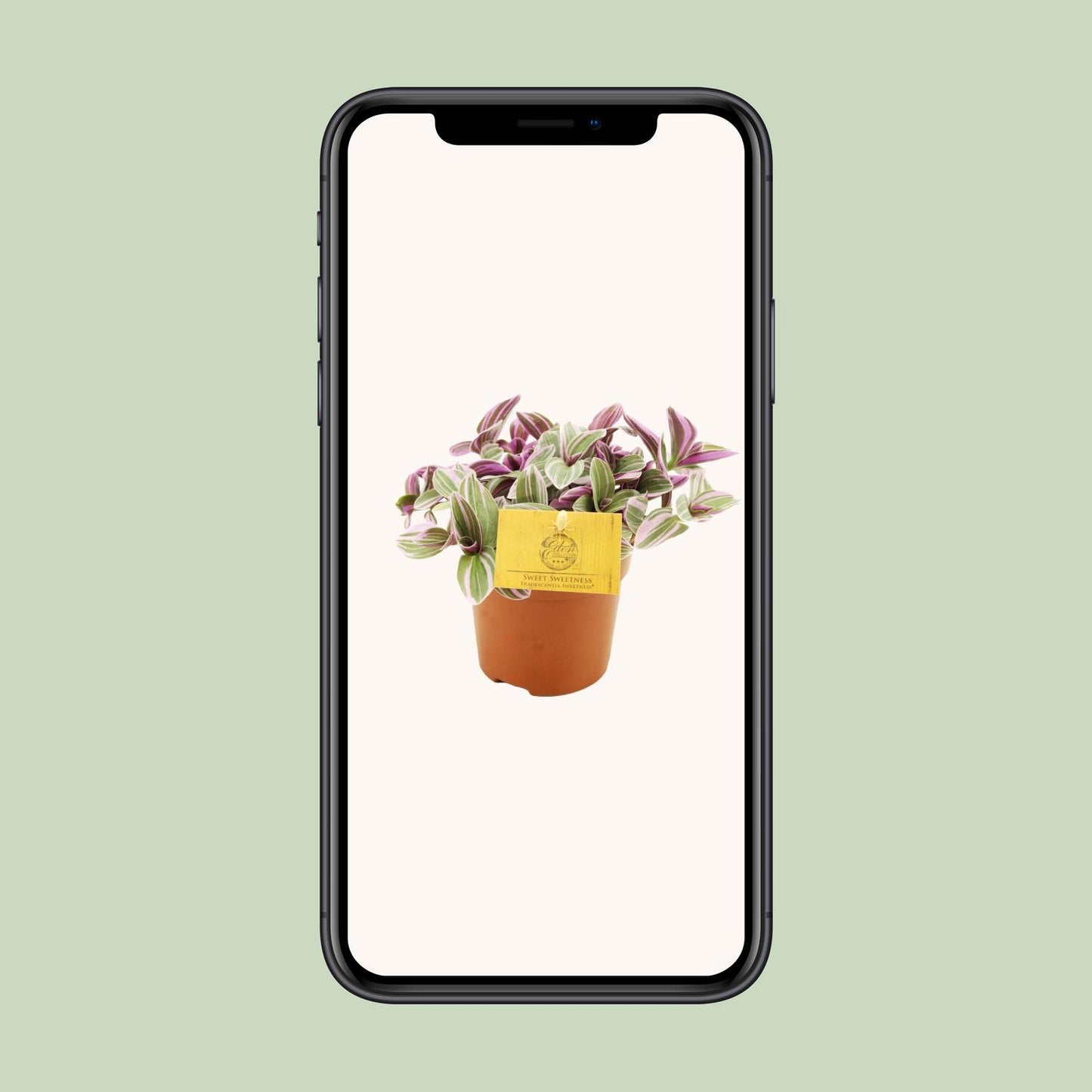 Tradescantia Sweetness – Schönpflanze (Dreimasterblume) | Pflanzfix24.de - Pflanzfix24.de