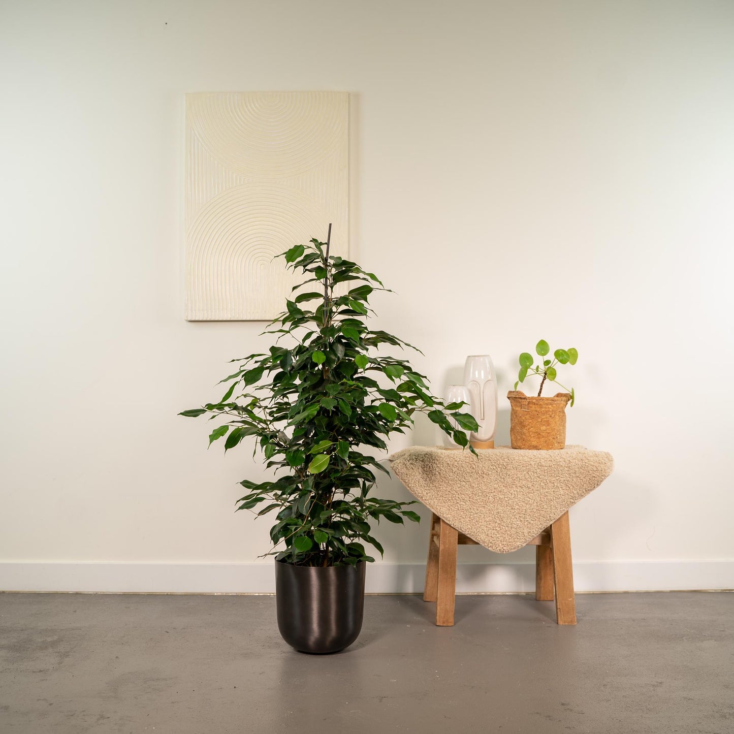 Ficus Benjamina Danielle - Ø21cm - ↕95cm + Topf Mayk Lead - Pflanzfix24.de - Pflanzfix24.de