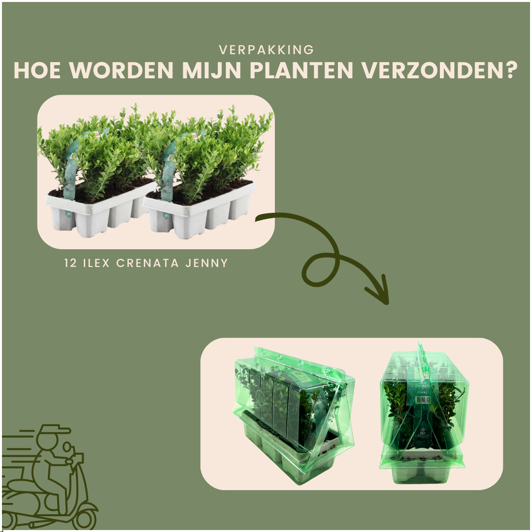 12x Ilex crenata 'Jenny' - 12 x Ø7 cm - ↕15 cm - 6er Set - Pflanzfix24