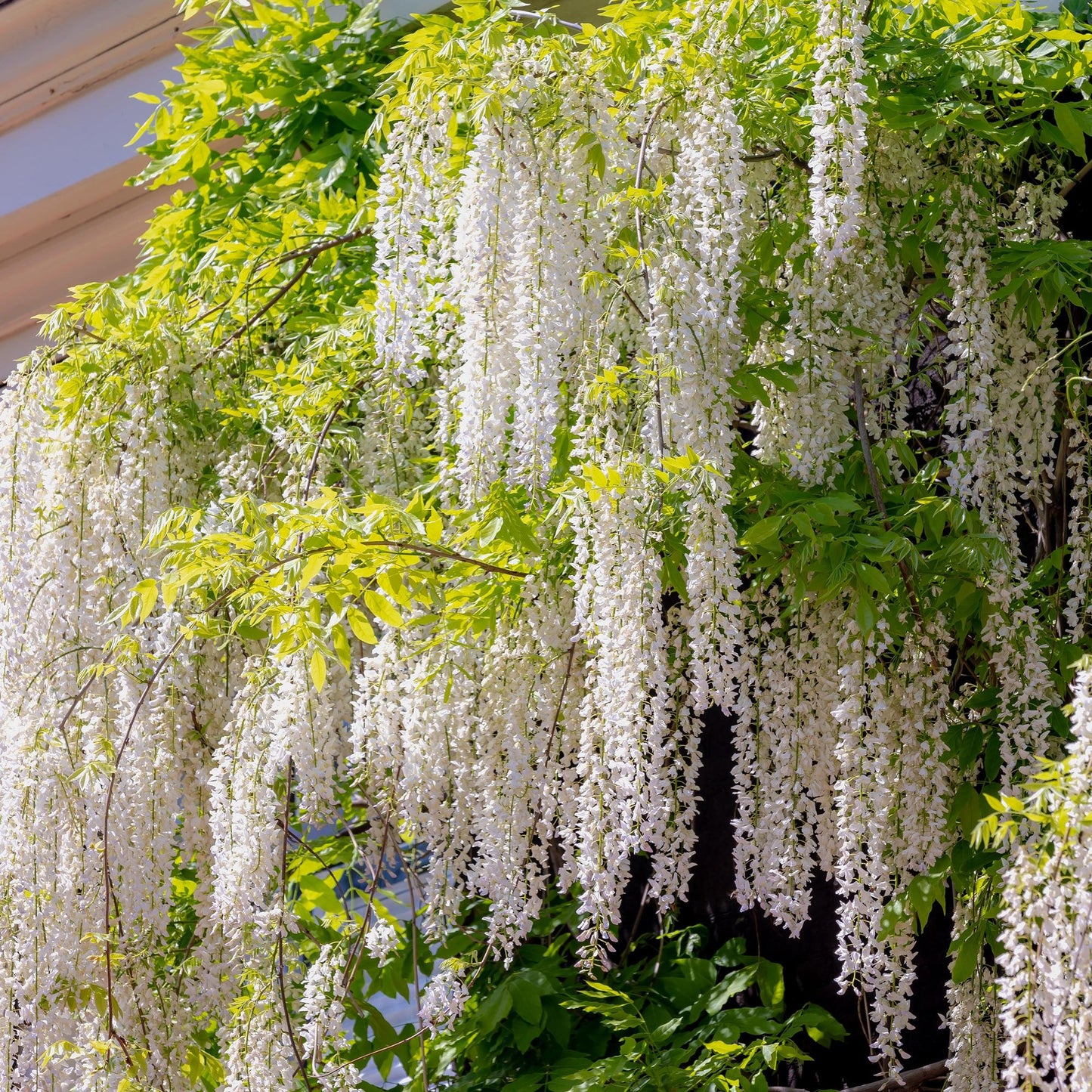 Pflanzfix24.de - Blauregen - Wisteria floribunda Alba - Blüte Weiß - 1 Pflanze - Topf 11cm Höhe 40cm - Pflanzfix24.de